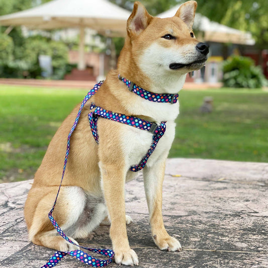 Rainbow Polka Dots Dog Collar